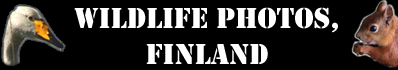 Finnish Wildlife