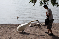 Kiinalainen ja joutsen