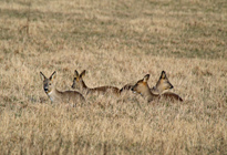 Mets�kauriita Viikiss�