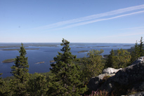Koli