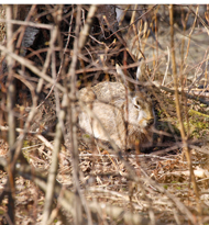 Rusakko p�iv�unilla